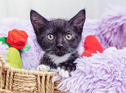 Black and white kitten in a basket with a fluffy blanket and toys