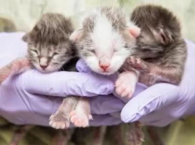 three neonatal kittens being held by person wearing purple gloves