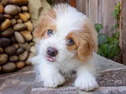 Fluffy brown and white puppy