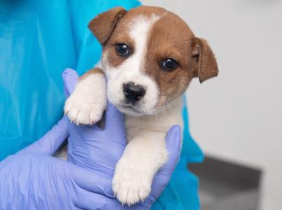 small brown and white dog being held by vet wearing blue gloves