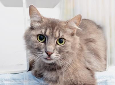light gray cat on light blue blanket