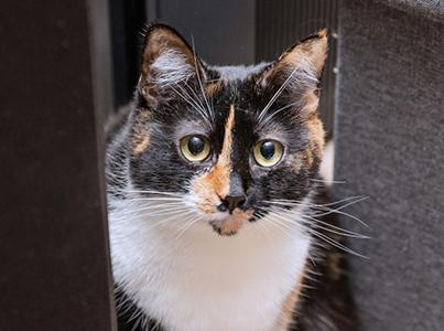 Face of calico cat