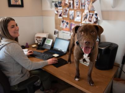 Brown dog standing on a desk next to a woman working on a computer