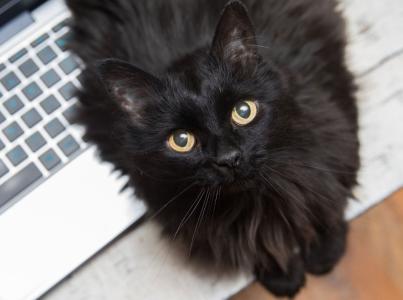 Black cat on a laptop