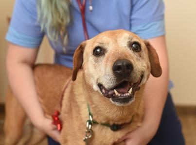 A person wearing a stethoscope hugging a brown dog