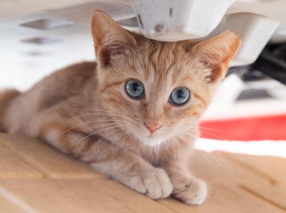 cat, community cat, kitten, stray cat