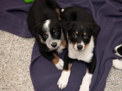 two puppies looking into camera