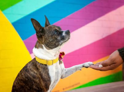 Human hand shaking dog paw in front of bright and colorful wall