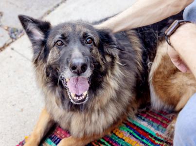 german shepherd looking into camera
