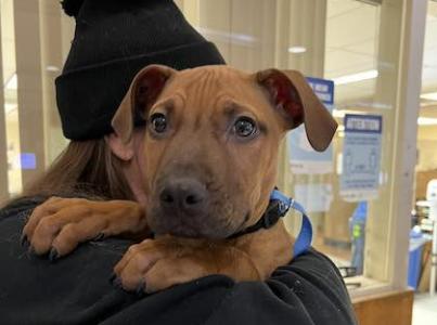 brown puppy being held, shelter lobby in background