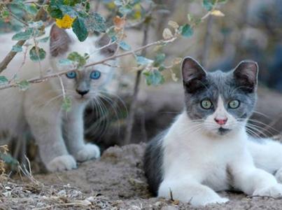 feral kittens gray and white