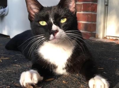 black and white cat with cropped ear