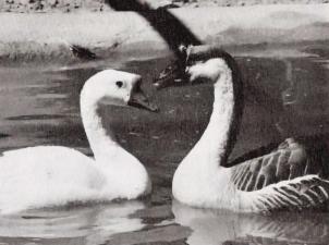 Vintage image of swans in pond