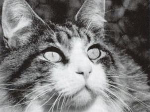 Black and white image of cat