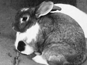Vintage bunny photo