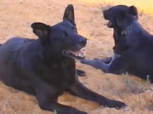 Two black dogs sitting in canyon sand