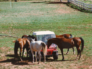 Group of curious horses surrounding a golf cart