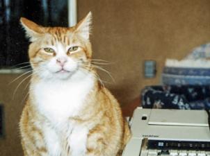 Orange and white cat sitting next to typewriter