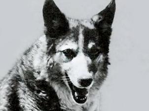 Black and white image of large fluffy dog