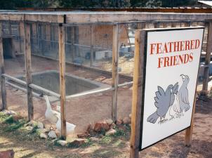 Early feathered friends enclosure with 2 birds and sign