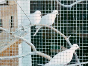 white birds in early aviary