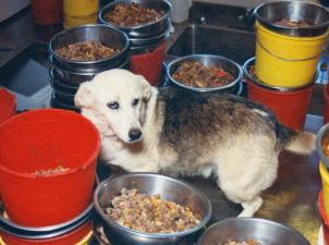 White and brown dog standing in the middle of stacks of dog food bowls