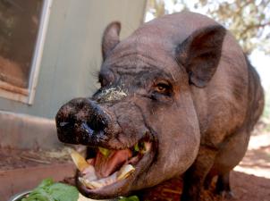 Gray pig eating bowl of lettuce
