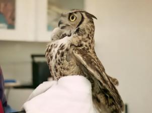 Owl being held by caregiver wearing gloves and a towel