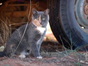 Dilute calico community cat with an eartip sitting outside beside a tire