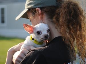 Person holding a dog with a tattooed ear who had been rescued from a puppy mill
