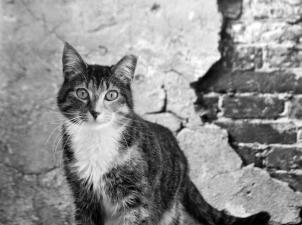Black and white photo of a cat in front of a wall