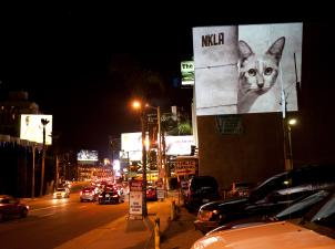 Image of a cat with the word NKLA outside on a street at night