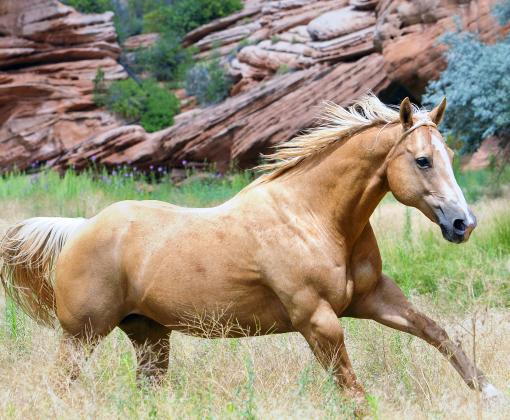 Horse running in a pasture