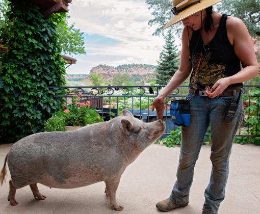 Person petting a pig on its nose in front of red rock canyon view
