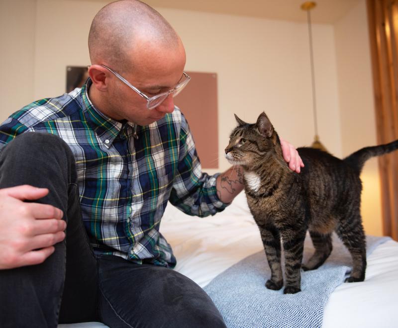 Person petting a cat on a bed