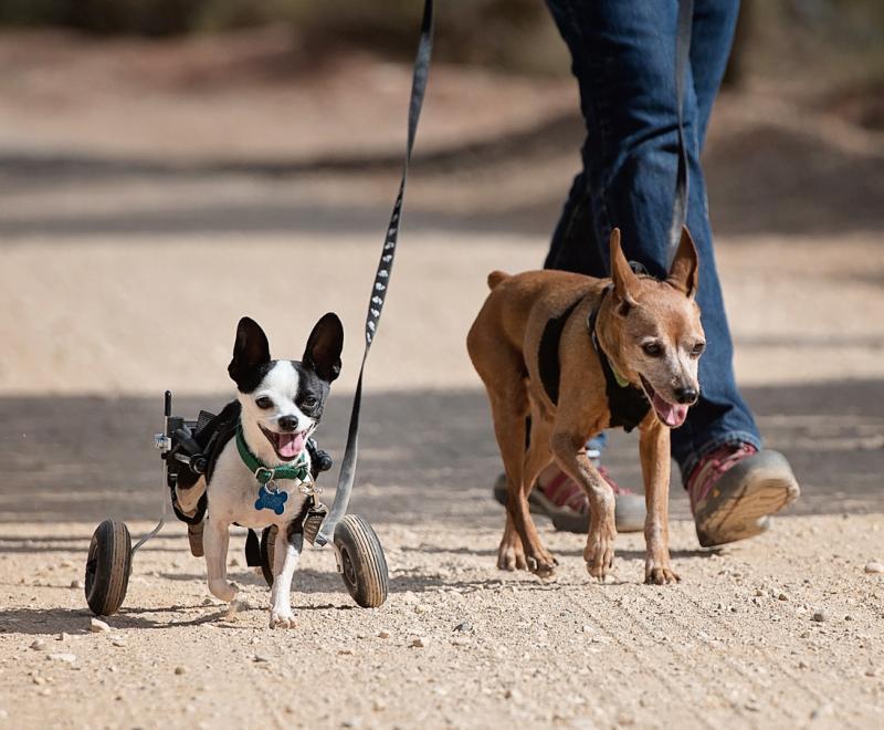 Two dogs on walk with visitor