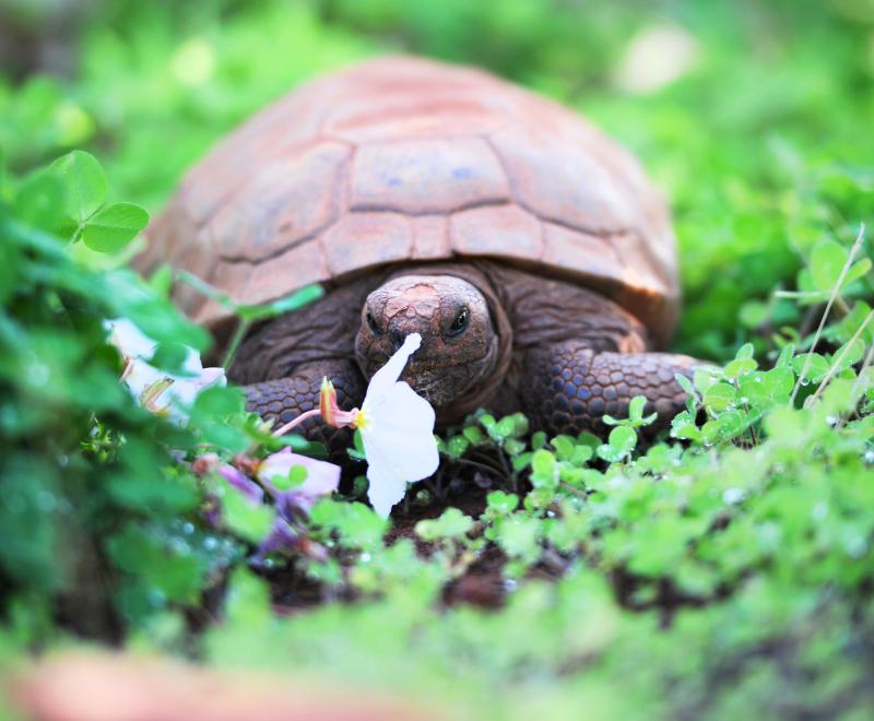 Tortoise crawling through beautiful green flowering foliage