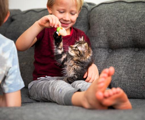 Kitten playing with a person on a couch in a home