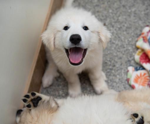 White puppy, with mouth open in a smile