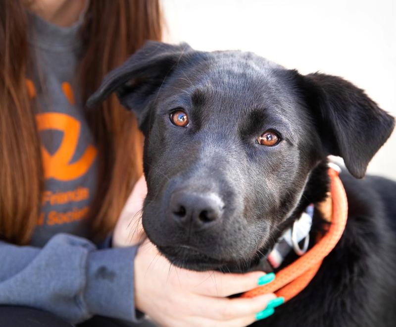 Person wearing a Best Friends sweatshirt while petting a dog