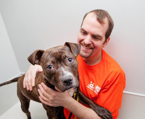 Volunteer wearing orange T-shirt hugging a large brindle puppy