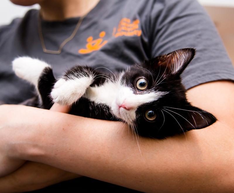 Person wearing a gray Best Friends T-shirt cradling a black and white kitten in their arms