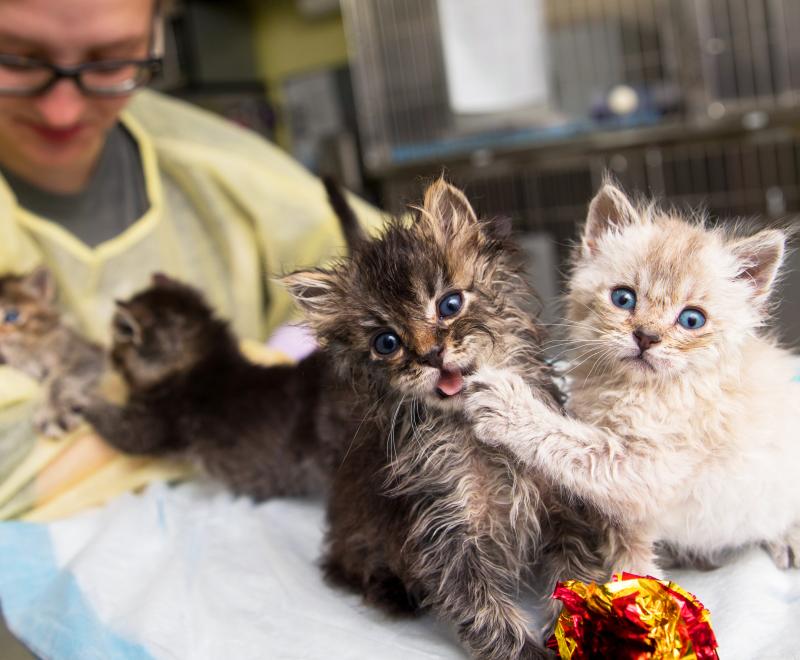 Person caring for a tiny litter of playful kittens