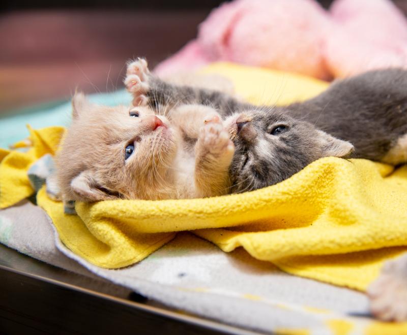 Tiny kittens on a fuzzy blanket