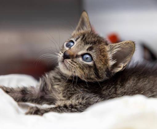Small tabby kitten in a kennel on a white blanket