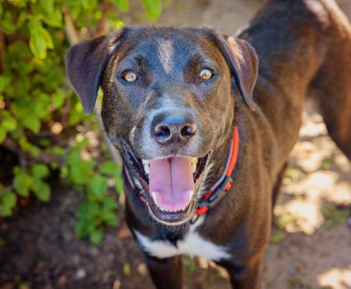 Large dog smiling with tongue out next to a bush