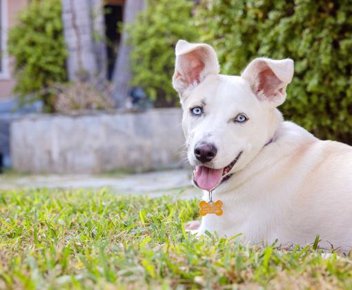 Elle the puppy lying in some grass with tongue out