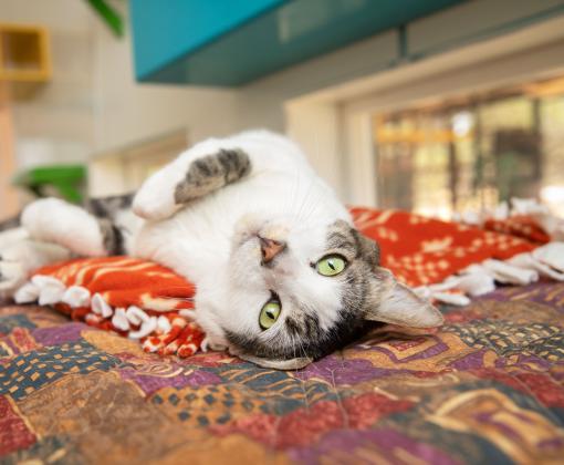 Tabby and white cat lying upside-down on a blanket