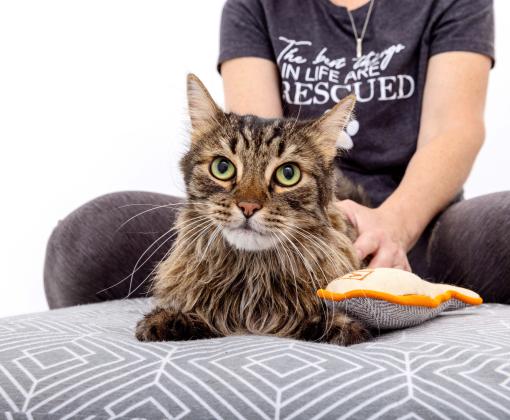 Senior longhair tabby at lying on a cushion with a person behind him