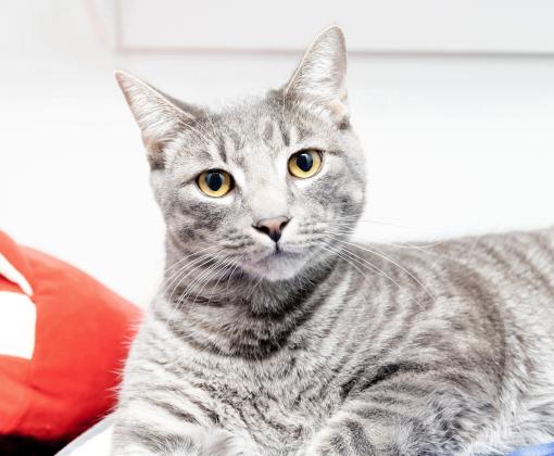 Gray tabby cat lying down and looking at the camera